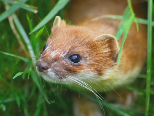 Stoat. Image credit Keven Law (Wikimedia Commons).