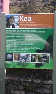 A kea information panel currently at the Arthur's Pass store. A new, interactive sign is planned for the campground.