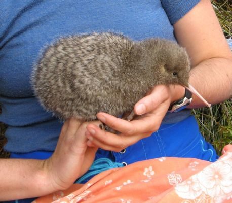 Graeme Kates holds Taoka, a kiwi chick that was part of the initial kiwi study.