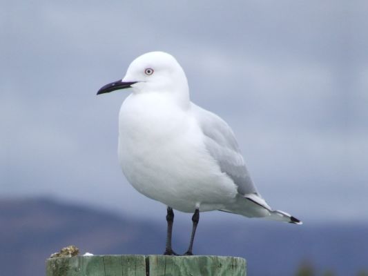 Close up of gull against a grey sky