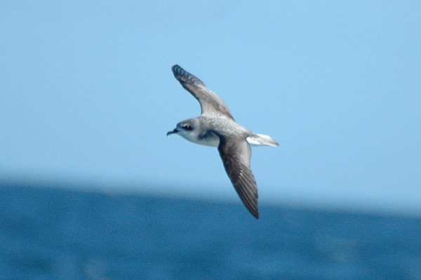 Cook's Petrel (Pterodroma cookii). Photo: Aviceda via Wikimedia Commoons.