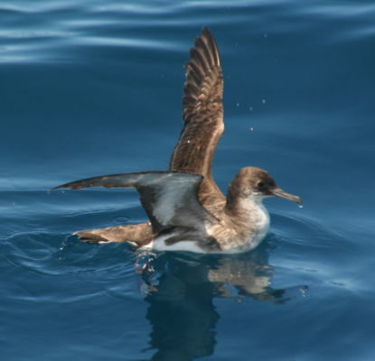 Fluttering Shearwater (Puffinus gavia) near Mokohinau Islands. Photo: Duncan via Wikimedia.