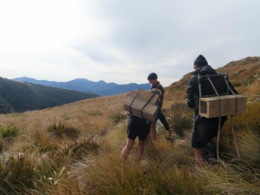 A group of people in in alpine tussock