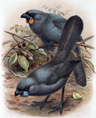 North Island Kōkako (front) has blue wattles, and South Island Kōkako (rear) has orange wattles. By J. G. Keulemans, in W.L. Buller's A History of the Birds of New Zealand. 2nd edition. Published 1888. Image credit: Wikimedia Commons.