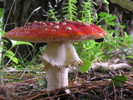 A large red and white mushroom