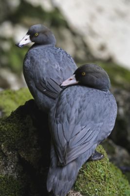 A pair of whio on a mossy rock