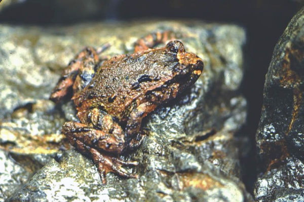 Close up of frog on a rock
