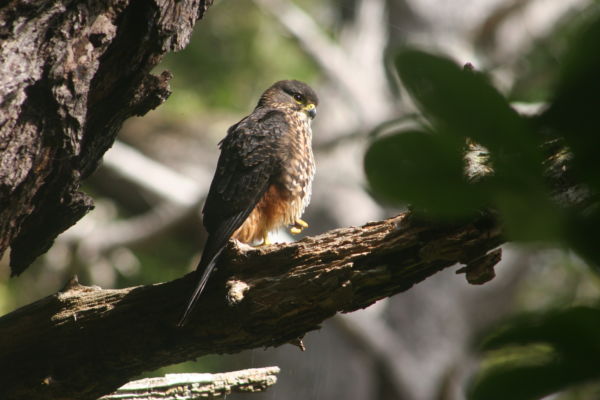 A falcon perched on a branch