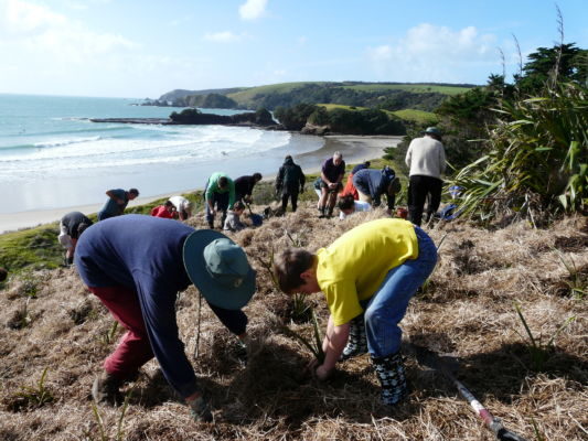 Tāwharanui volunteers take part in regular planting days at the sanctuary.