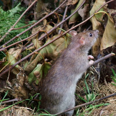 Brown (Norway) rat. Image credit: Reg Mckenna (Wikimedia).