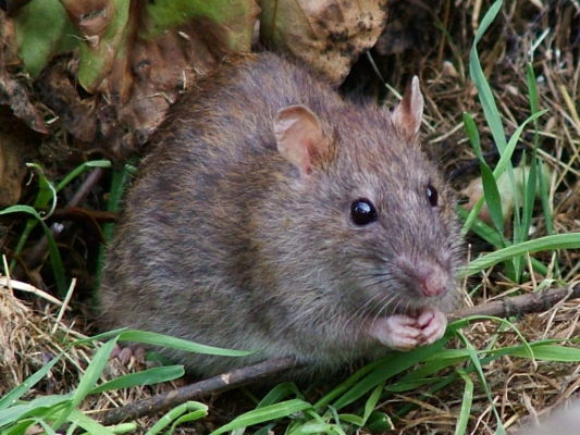 Close up of brown rat