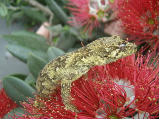 A gecko on a pohutukawa flower