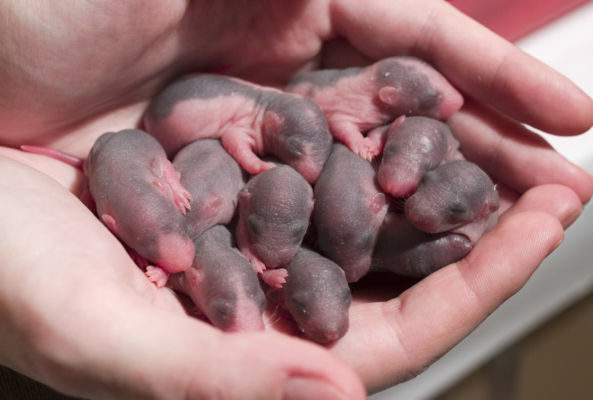 The recorded cries of newborn lab rats were used as a rat lure. Image credit: Alexey Krasavin (Wikimedia)