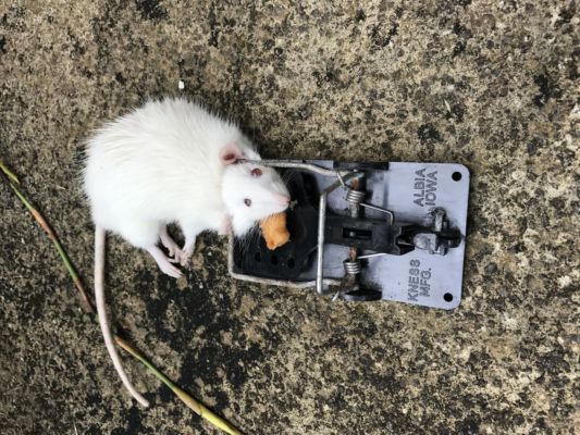 A dead albino ship rat.