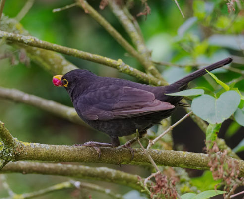 A blackbird in a tree