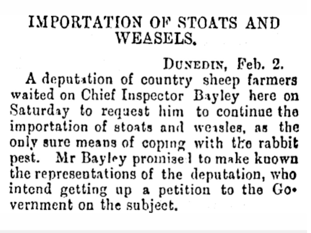 A newspaper clipping about introducing stoats to tackle rabbit plague.