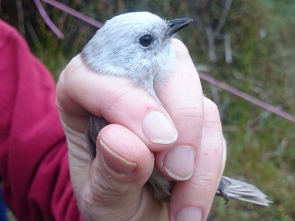 Close up of the Whitehead/Popokatea - held in correct bird handling grip.