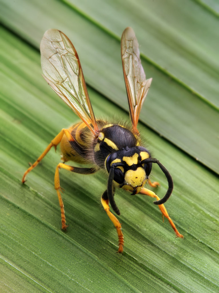 A close up of a wasp