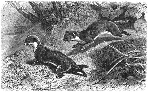 An illustration of two weasels