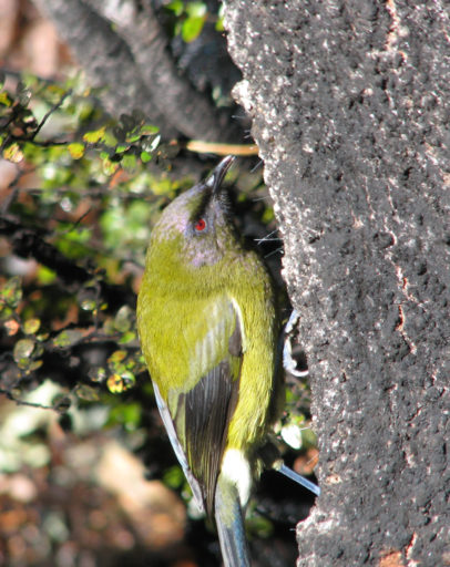 Korimako/bellbird. Photo: Alan Liefting (Wikimedia Commons).