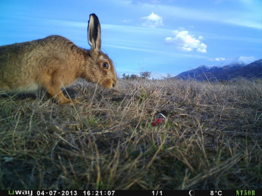 A hare in a dry grassy area