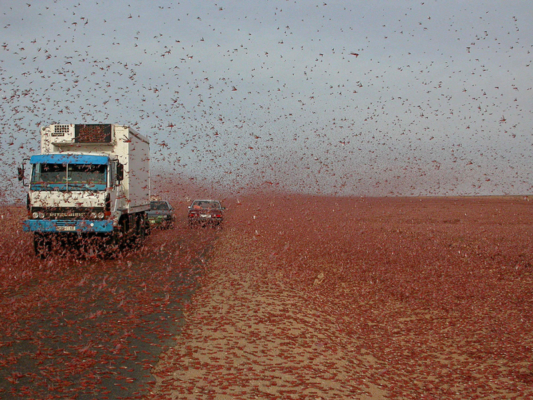 A truck driving on a road covered in a swarm of locust