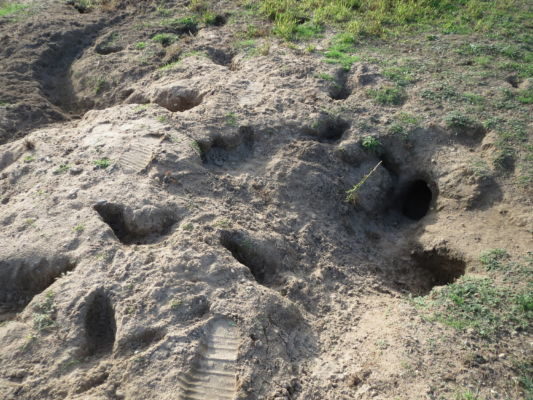 A field with extensive rabbit burrow holes