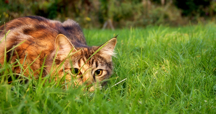 Cat stalking prey. Image credit: Jennifer Barnard (via Wikimedia)