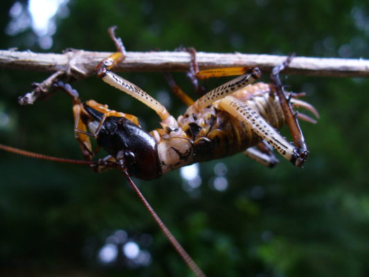 Weta on a branch