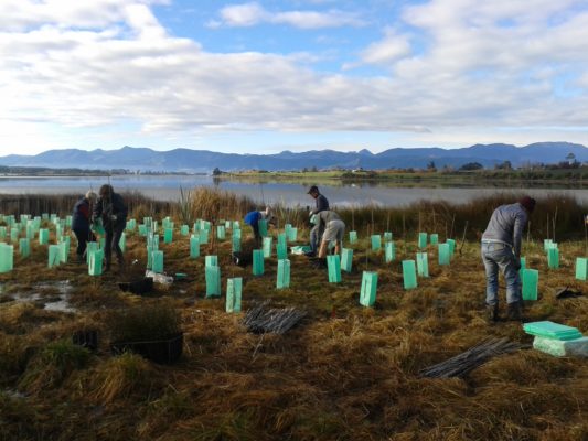 Volunteers take part in a planting day at the edge of the Waimea Estuary.