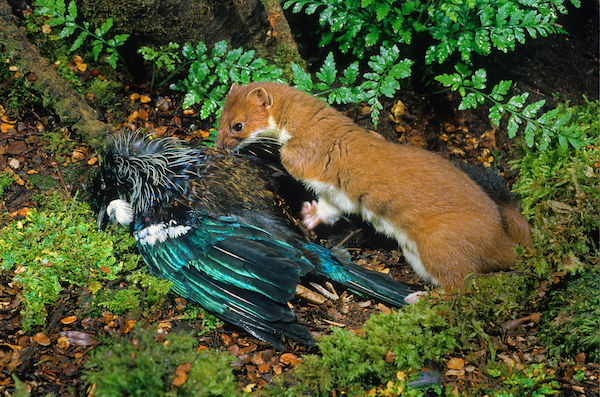 Stoats And Weasels