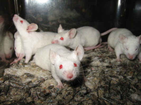 A group of white mice