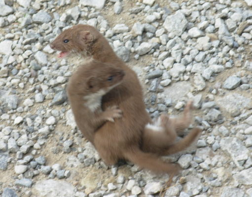 Two weasels fighting