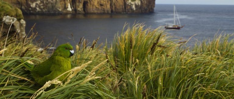 Kākāriki on a grassy area