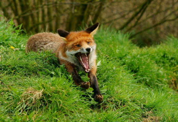 A yawning red fox (Vulpes vulpes). Image credit: Peter Trimming (Wikimedia Commons).