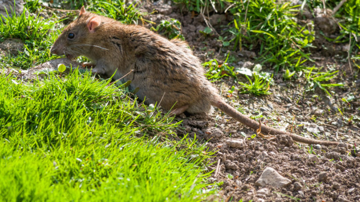 Brown (Norway) rat. Image credit: Mike Prince. (Wikimedia Commons).
