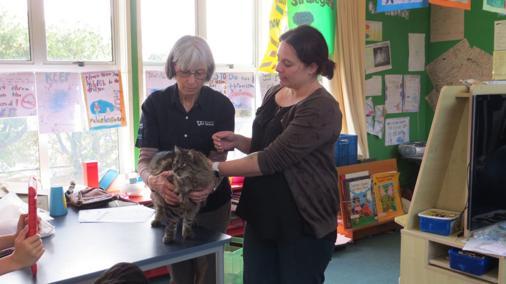 A cat is carefullu held by a vet in a classroom.