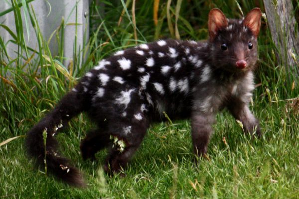 Eastern quoll (black form). Image credit: Ways (Wikimedia Commons).