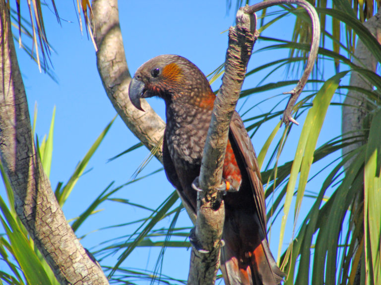 A kākā in a cabbage tree