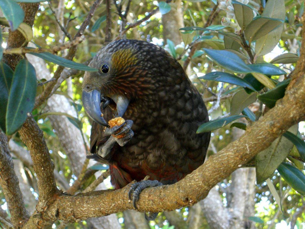 A kākā perched on a branch eating