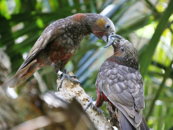 North Island kaka are increasingly being seen in the suburbs around Zealandia. Image credit: Small (Wikimedia Commons).