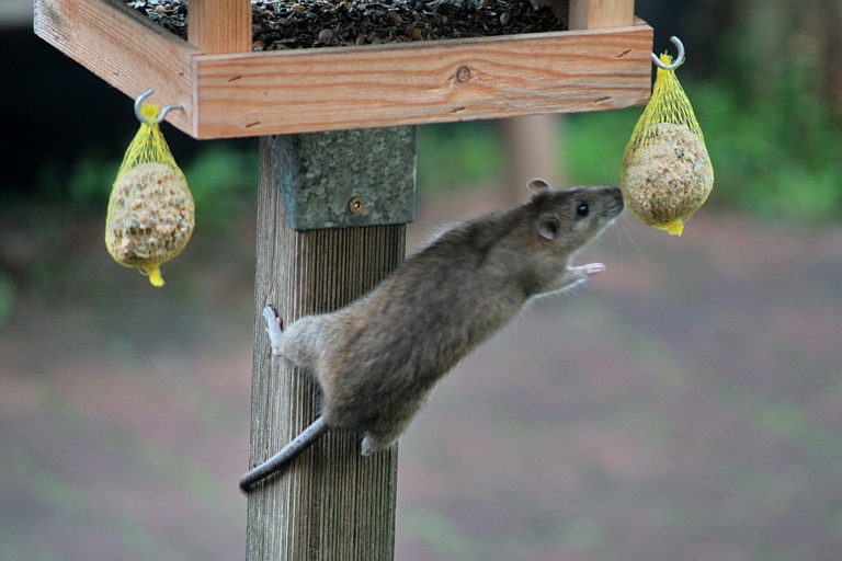 Secret life of urban rats revealed