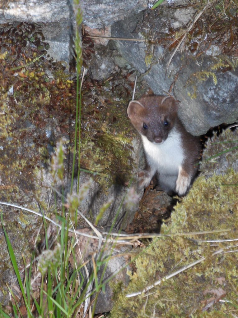 A stoat appearing from behind a rock