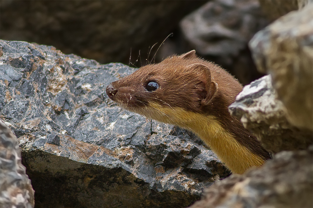 A close up of a stoat