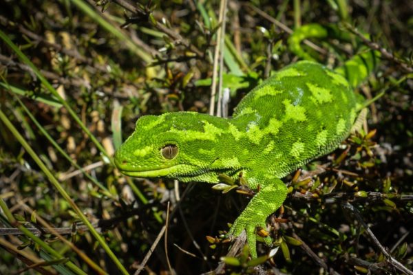 Jewelled Gecko from the Lammermoor Range. Image credit: Carey Knox.