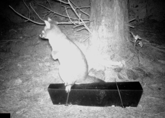 A possum caught on camera investigating a tracking tunnel.