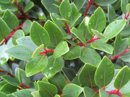 Northern rata leaves are a favourite food of possums. Image credit: Kahuroa (Wikimedia Commons).