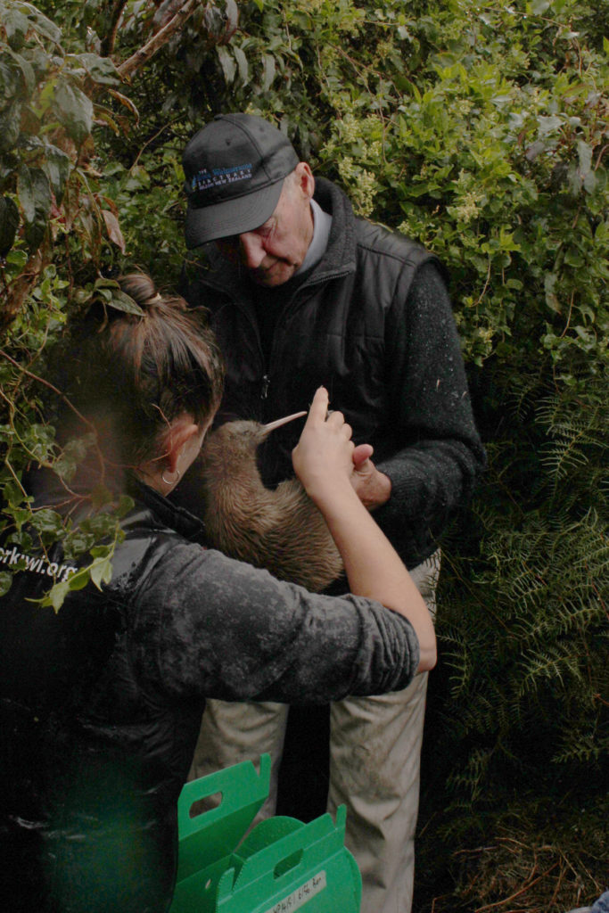 Volunteer handling a kiwi 