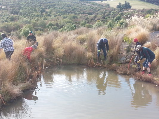 Volunteers working around a pond