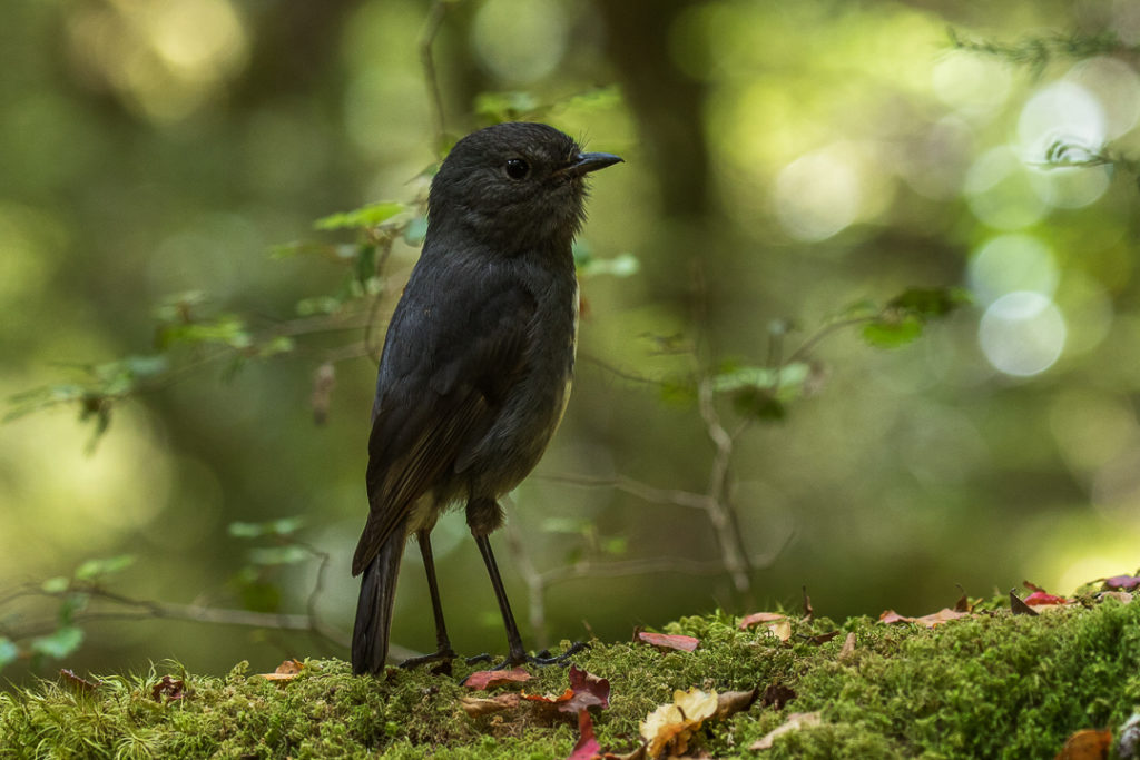 A South Island robin in a green forest